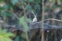 Cyrtophora_citricola_D3193_Z_84_Valle Gran Rey_Spanje